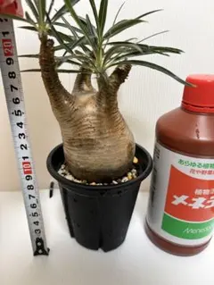 アデニウム 塊根植物 巨大 15号 - メルカリ
