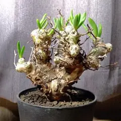 万物想✳️チレコドンレティキュラータス 現地株挿し木 塊根植物のサムネイル