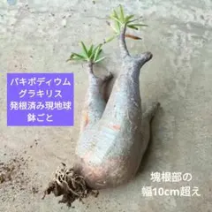 2026年最新】グラキリス 鉢の人気アイテム - メルカリ