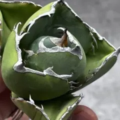 2025年最新】ジャガーノート アガベの人気アイテム - メルカリ