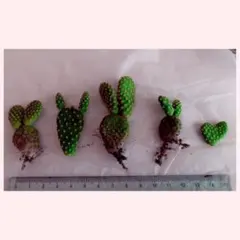 ミックン様 リクエスト 2点 まとめ商品