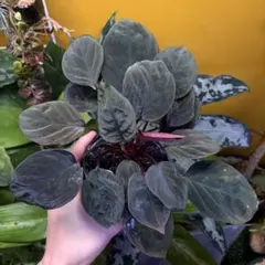 熱帯植物 ホマロメナsp.スラウェシ 光紫 - メルカリ