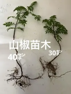 ♦️A品 50g 採れたて 花山椒 蕾 天然 群馬県産 着払いクール便