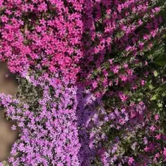 芝桜　ピンク苗＆濃いピンク苗　2種のサムネイル