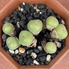 おだじ様 リクエスト 2点 まとめ商品