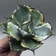 2025年最新】甲蟹の人気アイテム - メルカリ