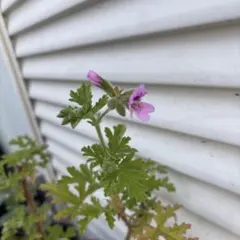 みさくまはるまめ様　専用