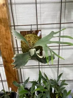 こ*こ様 ペガサス　胞子培養　クセ強めのサムネイル