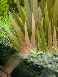 Xyris sp. 'Red' キシリス レッド 水草 1株 - メルカリ
