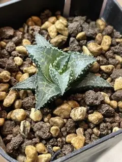 ハオルチア 黒王交配錦 抜き苗発送 - メルカリ