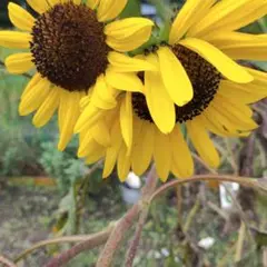 ひまわりの種MIX　100粒　品種不明　無農薬