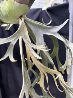 sparrow様 リクエスト 2点 まとめ商品