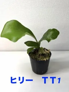 ビカクシダ ヒリーサタヒップ 4 - メルカリ