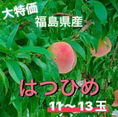 破格値段❕【期間限定】福島県産 極早生種「はつひめ」11～13玉 訳あり・家庭用のサムネイル