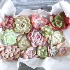 ⑥ (メルカリ便) 現品！　多肉植物　韓国苗　寄せ植え　カット苗　多肉弁当