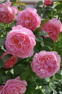 タマニャン様 リクエスト 2点 まとめ商品