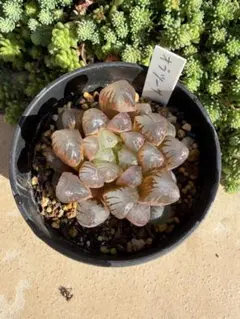 ハオルチア　オブツーサ⭐︎抜き苗　多肉植物　根付き