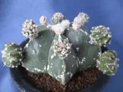 古株巨大　ストロンギロゴナム、亀甲ヘキラン鉢ごと宅急便 古株巨大 ストロンギロゴナム、亀甲ヘキラン鉢ごと宅急便 - メルカリ