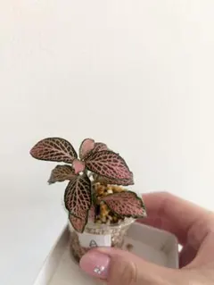 Rina様 リクエスト 2点 まとめ商品