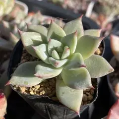 2025年最新】メキシカンジャイアントの人気アイテム - メルカリ