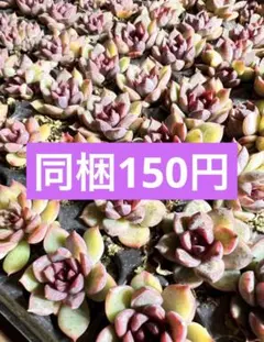 fuuchin様 リクエスト 3点 まとめ商品