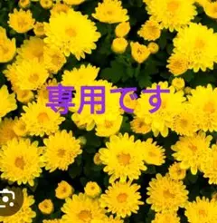 にゃママさま専用【希少　高級感漂う黒の美しい本革】長財布　クロコ型押し