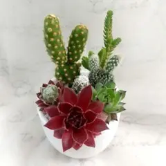 多肉植物♡そのまま飾れる♡センペルビウム♡サボテン♡寄せ植え