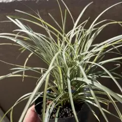 しんしん様 リクエスト 2点 まとめ商品