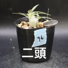 2026年最新】グラキリス 鉢の人気アイテム - メルカリ
