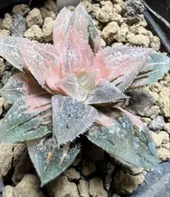 2025年最新】新氷砂糖 ハオルチアの人気アイテム - メルカリ