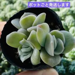 2025年最新】多肉ラブリーローズの人気アイテム - メルカリ