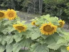 (専用)ディズニー ミニー ファンキャップ ヒョウ柄