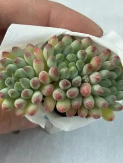 花火群生抜き苗　多肉植物　レア　セダム　韓国苗