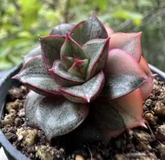 m*u様 No.c495新入荷　麒麟座錦　エケベリア　多肉植物　撮影12月1日