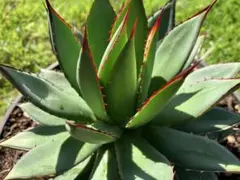 2025年最新】アガべの人気アイテム - メルカリ