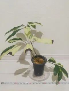 クジャクヤシ斑入り Caryota mitis variegated 3.5号 - メルカリ