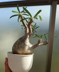 超巨大 パキポディウム バロニー 大株 塊根植物 - メルカリ