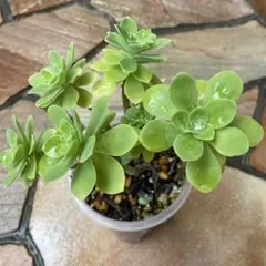 選抜株】多肉植物 エケベリア 362356 ソフト コーラル 1個 抜き苗