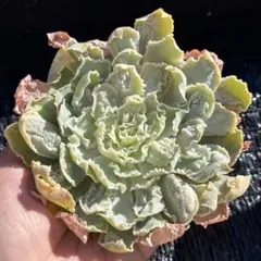 新入荷 大人気 多肉植物 エケベリア 祇園の舞 バンプ 超美苗 レア種 特大株