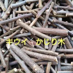 キウイ　かじり木　20本　太さは色々　無農薬