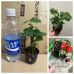 「速達」⑤3本植え【安心のポット苗】ブラックベリートリプルクラウン　 挿木苗