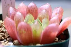 多肉植物　ハオルチア　　マリン　ピンク　711のサムネイル