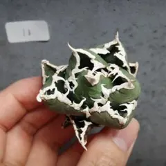 羅本製所 gray turtle Agave アガベ ozwrt 羅本製所 gray turtle Agave アガベ ozwrt - メルカリ