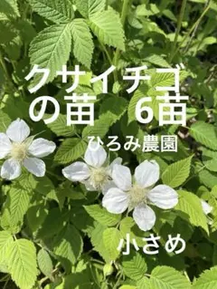 クサイチゴの苗小さめ6苗です　農薬不使用　草イチゴ木苺　ゆうパケットミニで発送