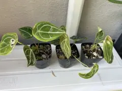 アンスリウム フォルゲッティ 観葉植物