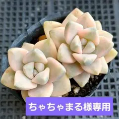 ちゃちゃまる様 リクエスト 2点 まとめ商品