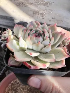 画像　チワワエンシス