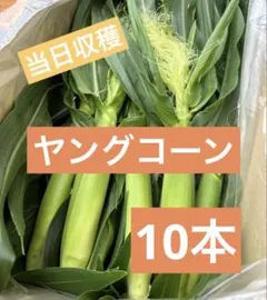 653.タイムセール！【ご注文後に収穫】おおもの　ヤングコーン　10本のサムネイル