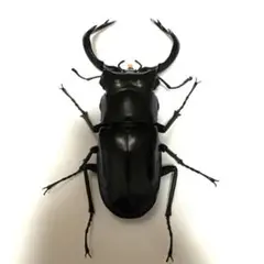 いきもの大図鑑　ウエストウッディオオシカクワガタ