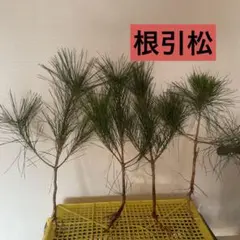 Item thumbnail for item b78540d6-f0dd-41f8-9ef9-6f5075e6e59c